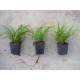Carex morrowii 'Variegata' - Zegge